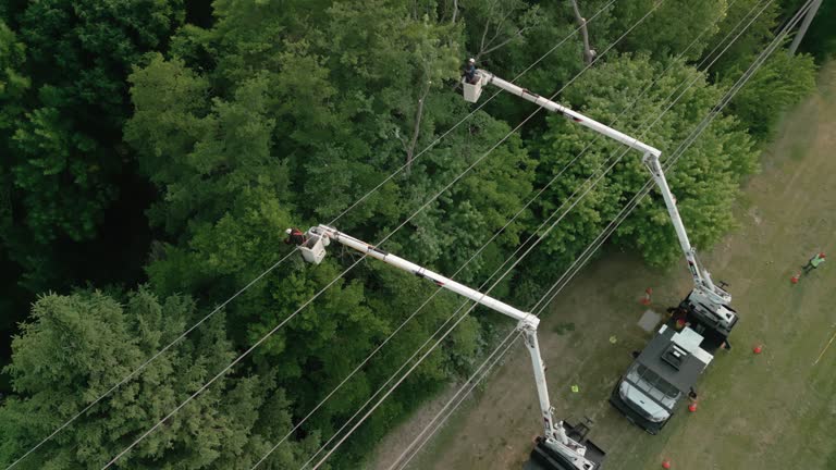 Best Hazardous Tree Removal  in Brookneal, VA